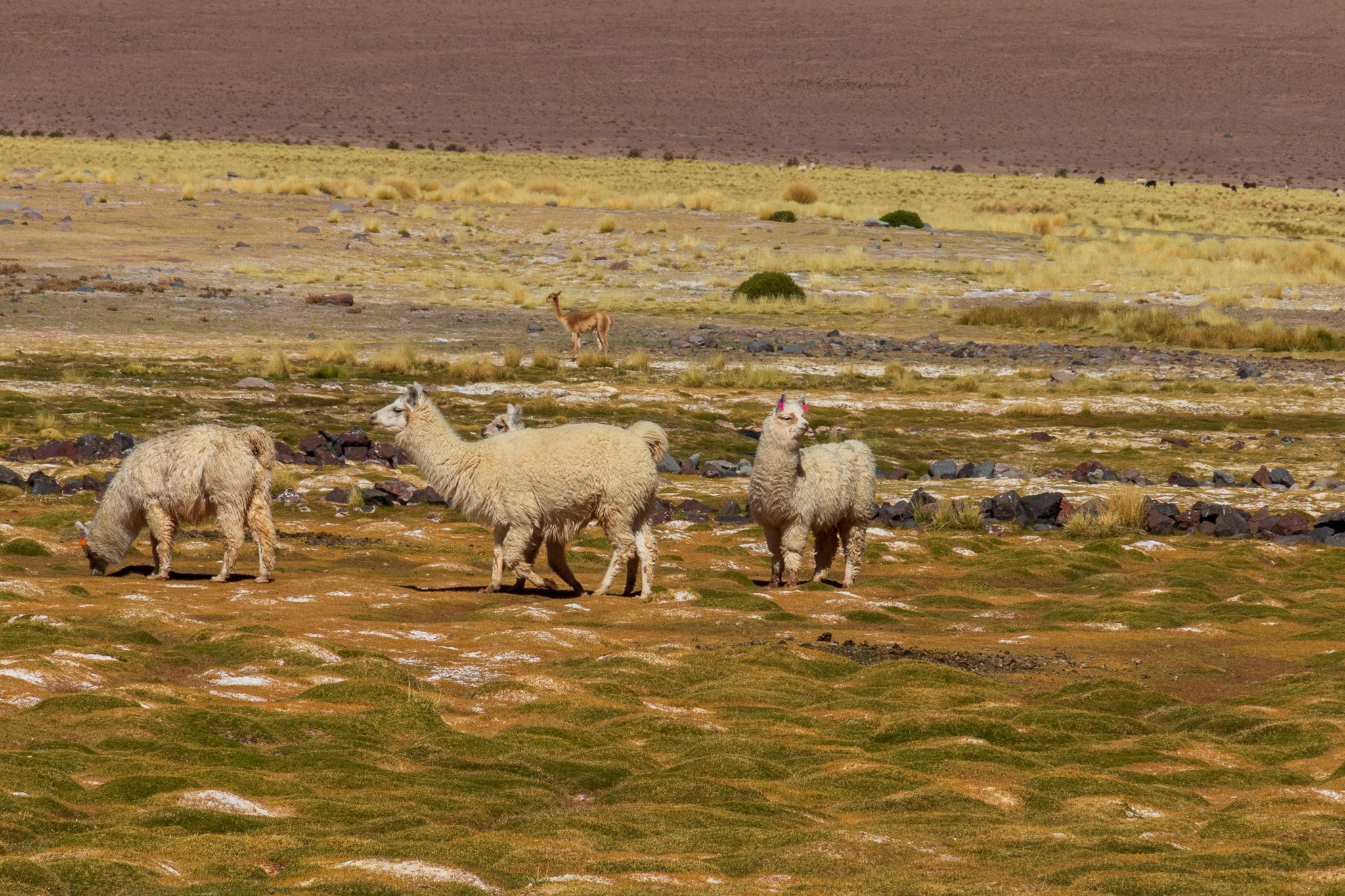 apr25_antafallaelpenon101.jpg