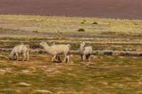 apr25_antafallaelpenon101_small.jpg