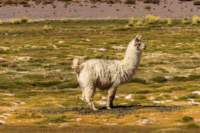 apr25_antafallaelpenon103_small.jpg