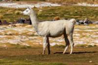 apr25_antafallaelpenon105_small.jpg