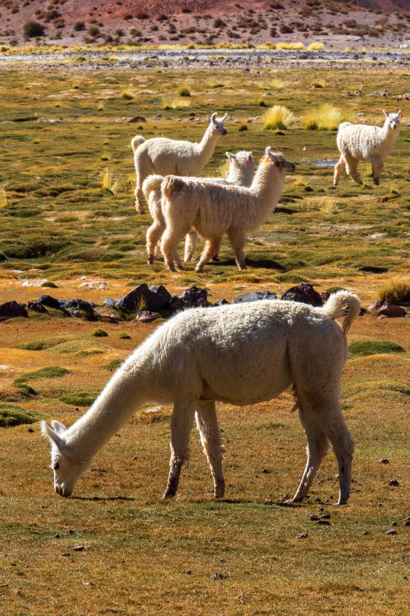 apr25_antafallaelpenon110.jpg
