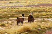 apr25_antafallaelpenon111_small.jpg