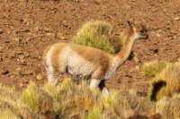 apr25_antafallaelpenon115_small.jpg