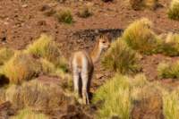 apr25_antafallaelpenon116_small.jpg
