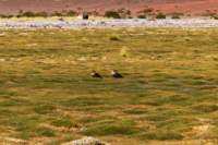apr25_antafallaelpenon99_small.jpg