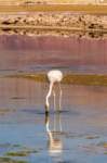 apr25_elpenonpiedrapomez86_small.jpg