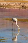apr25_elpenonpiedrapomez87_small.jpg