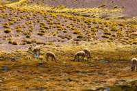 apr25_elpenongalan110_small.jpg
