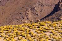 apr25_elpenongalan30_small.jpg