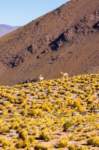 apr25_elpenongalan32_small.jpg
