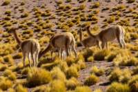 apr25_elpenongalan73_small.jpg