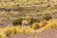 apr25_elpenongalan77_small.jpg