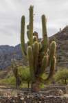 apr25_elpenoncafayate28_small.jpg