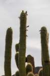 apr25_elpenoncafayate29_small.jpg