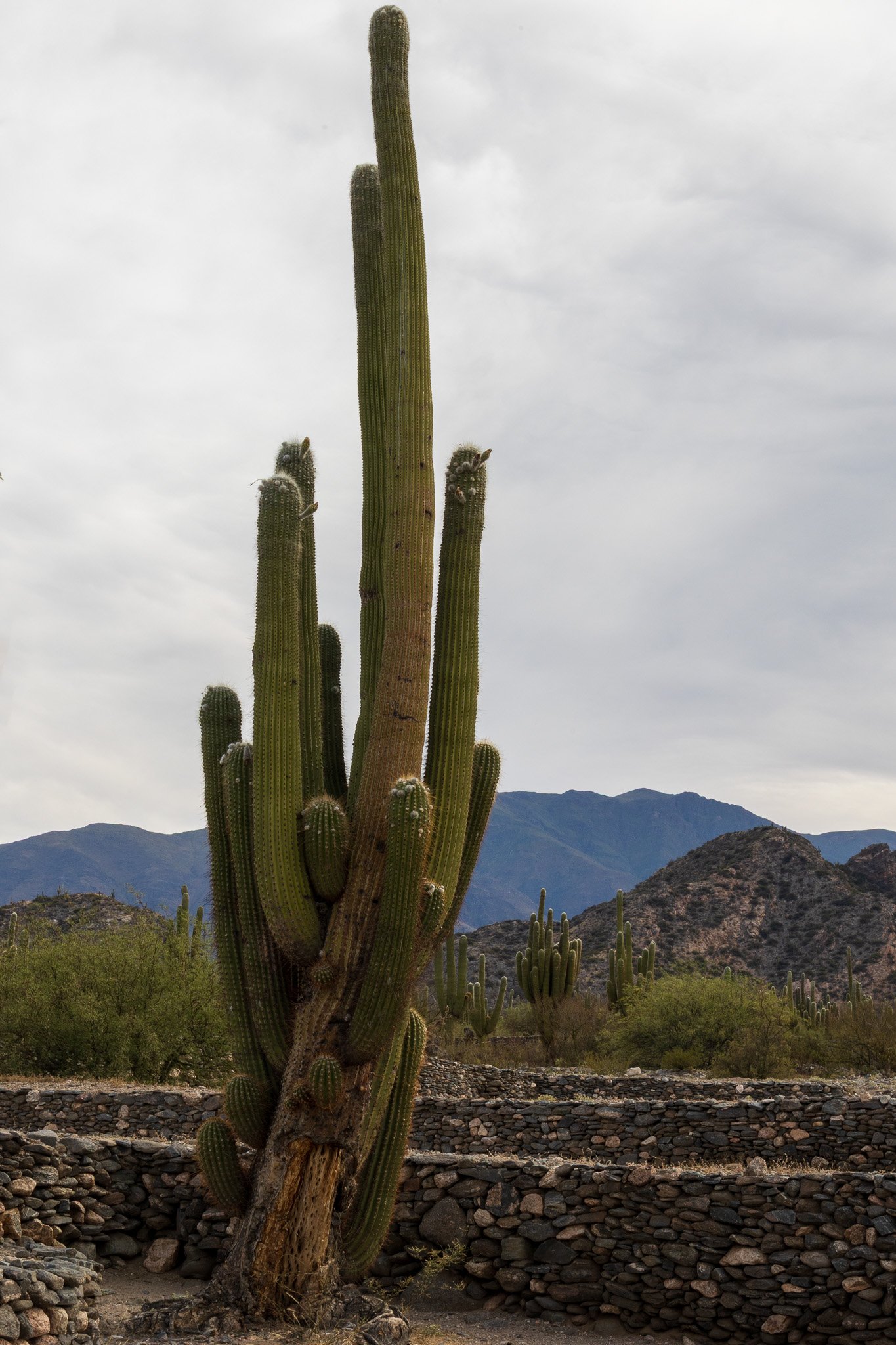 apr25_elpenoncafayate30.jpg