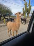 b10apr25_elpenoncafayate_small.jpg