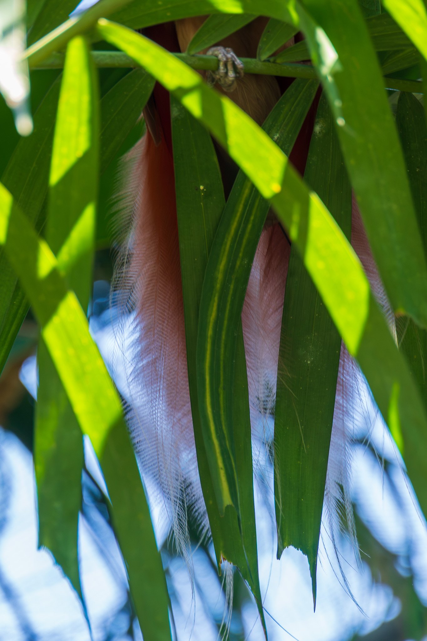 papua_17set26_0039.jpg