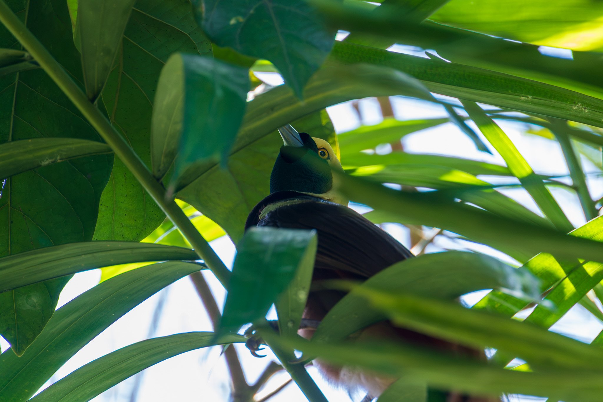 papua_17set26_0045.jpg