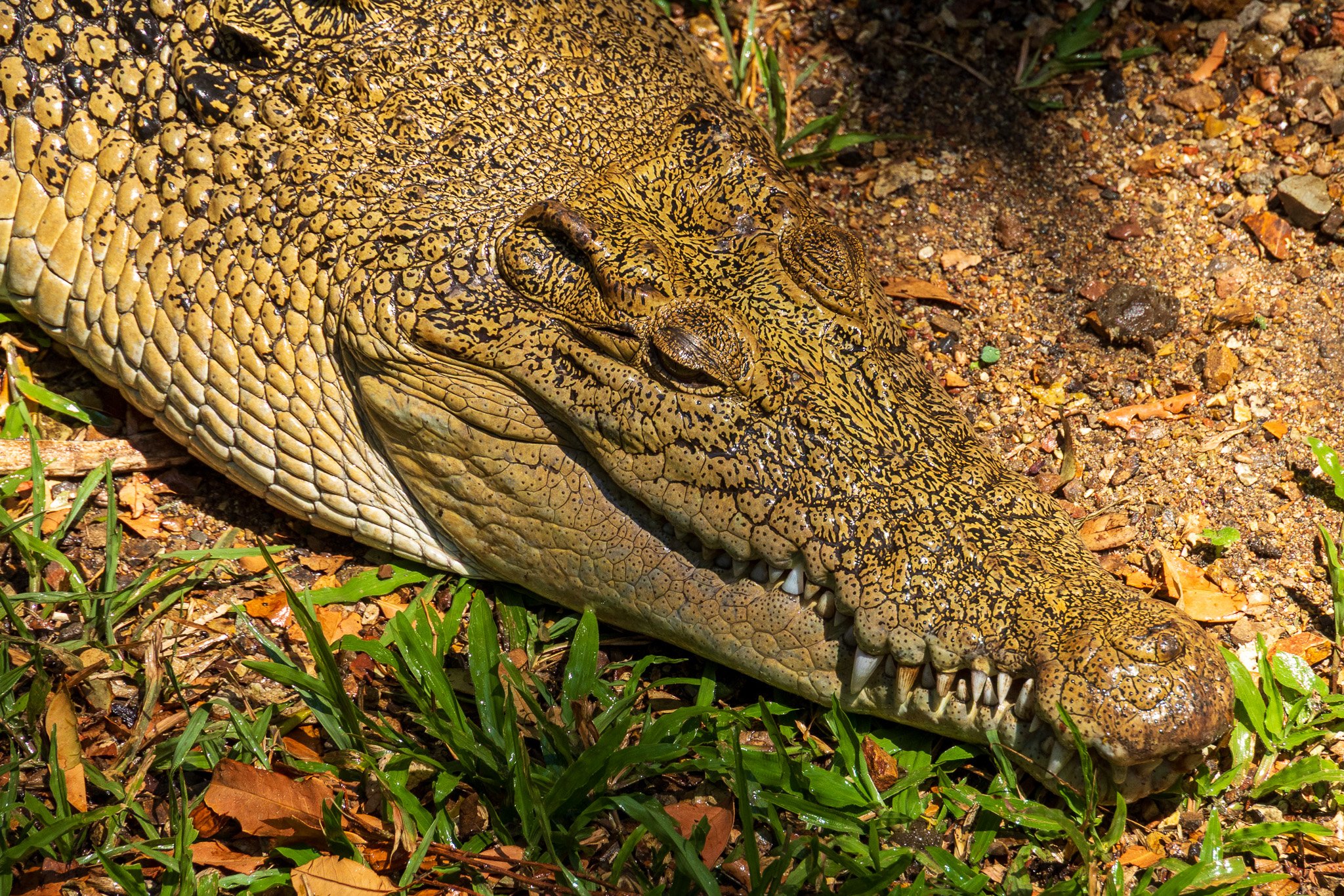 papua_17set26_0073.jpg
