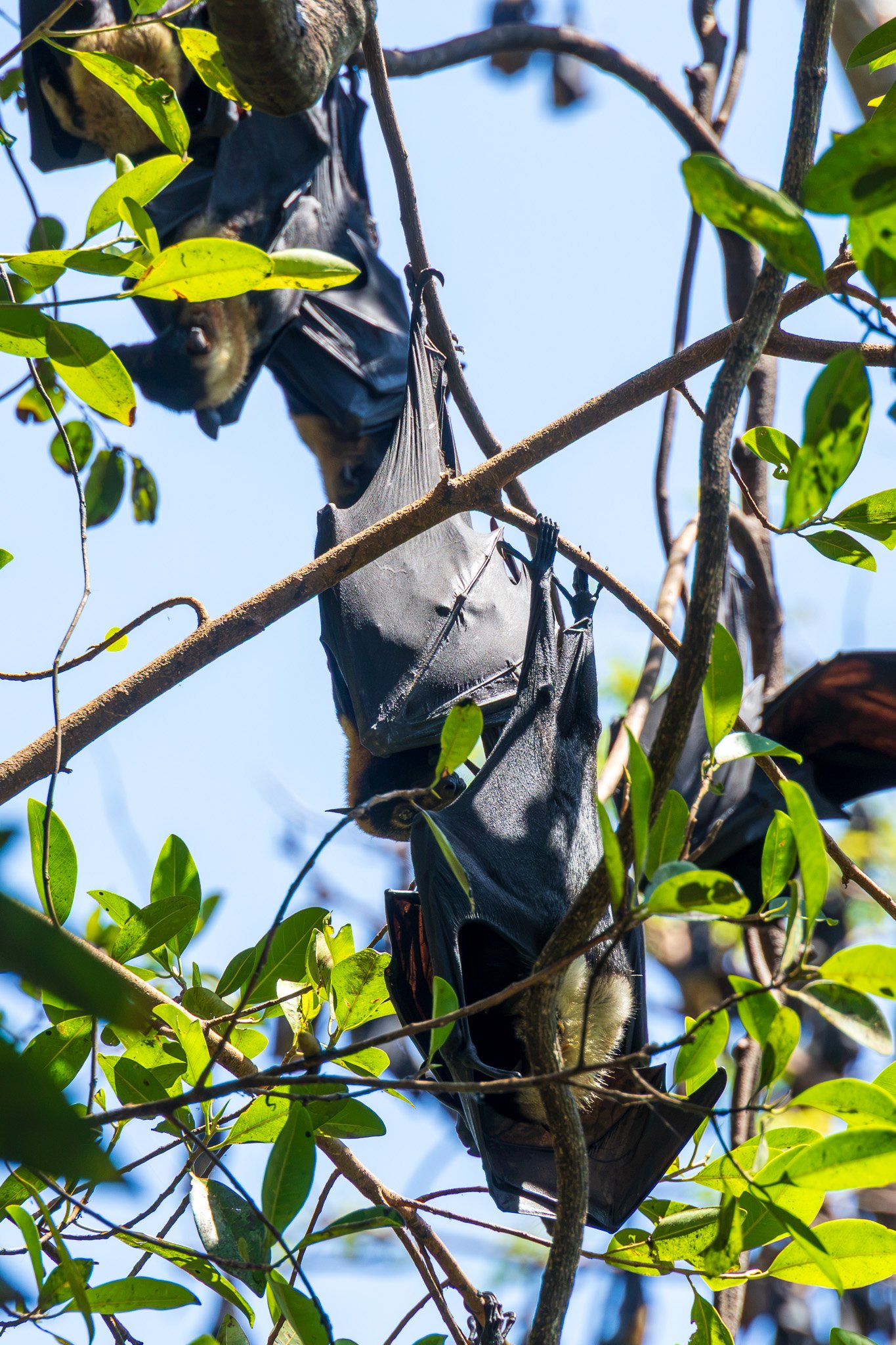 papua_17set26_0085.jpg