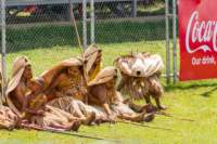 papua_19set26_0874_small.jpg
