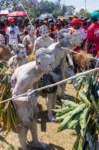 papua_20set26_1545_small.jpg