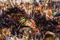 papua_20set26_1846_small.jpg