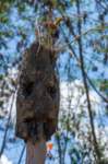 papua_22set26_2136_small.jpg