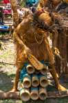 papua_22set26_2172_small.jpg
