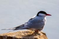 sval22lug25_0251_small.jpg