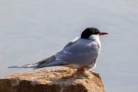 sval22lug25_0252_small.jpg