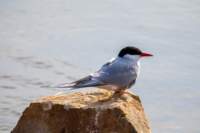 sval22lug25_0253_small.jpg