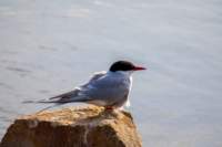 sval22lug25_0254_small.jpg