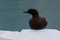 sval23lug25_0294_small.jpg