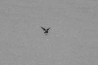 sval23lug25_0426_small.jpg