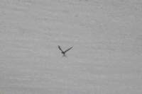 sval23lug25_0427_small.jpg