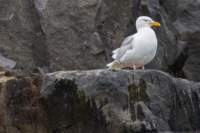 sval26lug25_0630_small.jpg