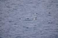 sval26lug25_0718_small.jpg