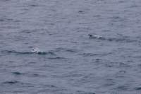 sval26lug25_0725_small.jpg