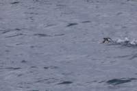sval26lug25_0723_small.jpg
