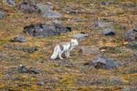 sval27lug25_0765_small.jpg