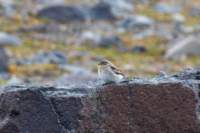 sval27lug25_0807_small.jpg