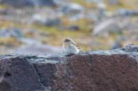 sval27lug25_0808_small.jpg
