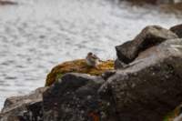 sval27lug25_0809_small.jpg