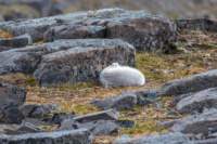 sval27lug25_0811_small.jpg