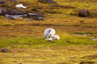 sval27lug25_0832_small.jpg