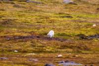 sval27lug25_0842_small.jpg