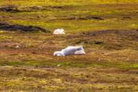 sval27lug25_0846_small.jpg