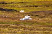 sval27lug25_0847_small.jpg