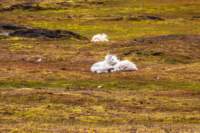 sval27lug25_0855_small.jpg